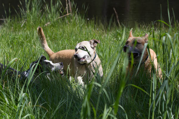 Dogs at Play